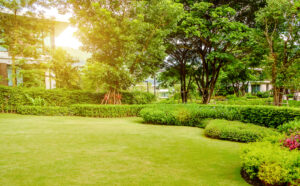 House in the park, Green lawn.